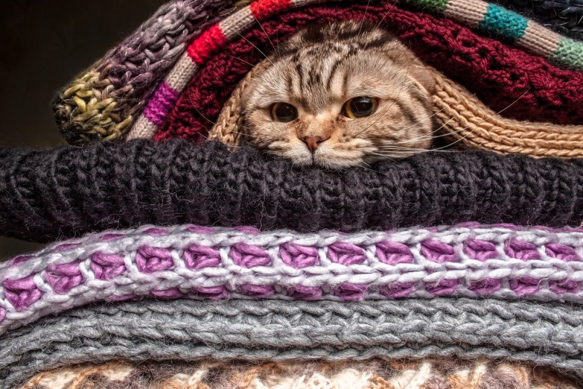 Wann Katzen zu frieren beginnen: Experten nennen die optimale Temperatur für Haustiere