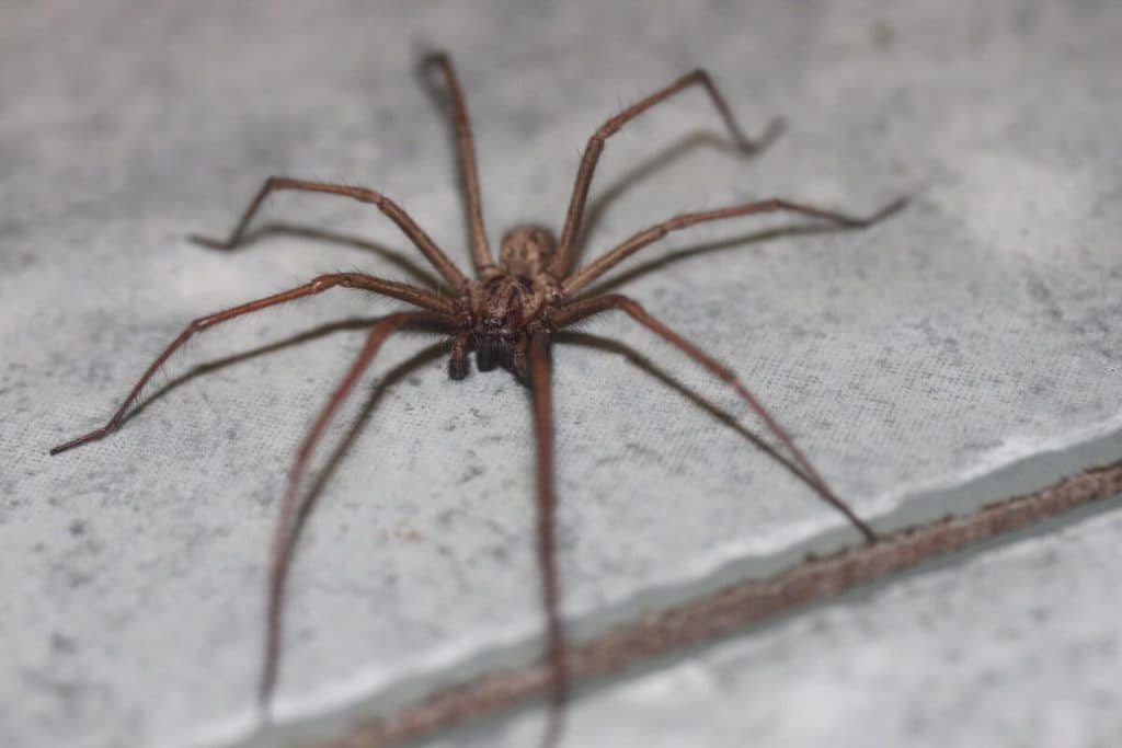 Spinnen in deutschen Häusern: Ein wirksames Spray vertreibt sie innerhalb einer Minute