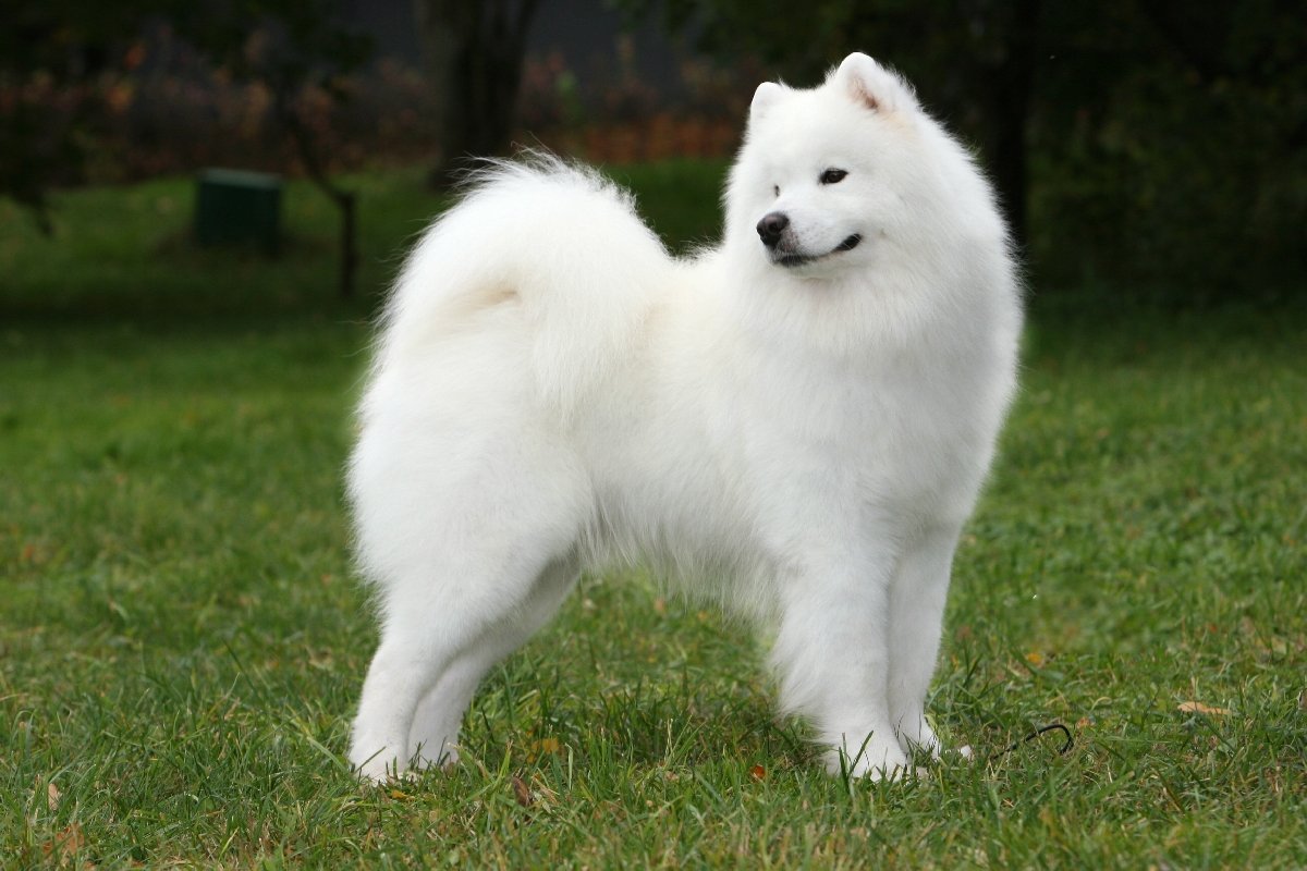 Die Körpersprache von Hunden – ein umfassender Leitfaden für Besitzer