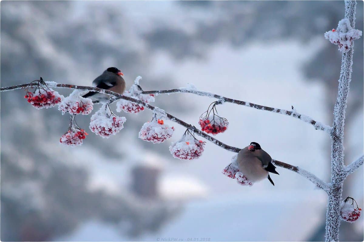 Diese Körner verschwinden am schnellsten. Womit soll man Vögel füttern, damit sie im Winter wiederkommen?