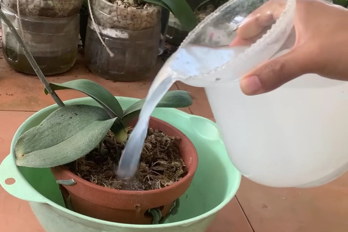 Reiswasser für Orchideen: Wundermittel oder Mythos? Eine Studie liefert die Antwort