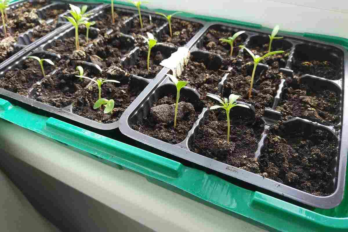 7 Samen, die Sie im Januar aussäen sollten, um langsam wachsende Gemüsesorten und Kräuter in Deutschland nicht zu verpassen