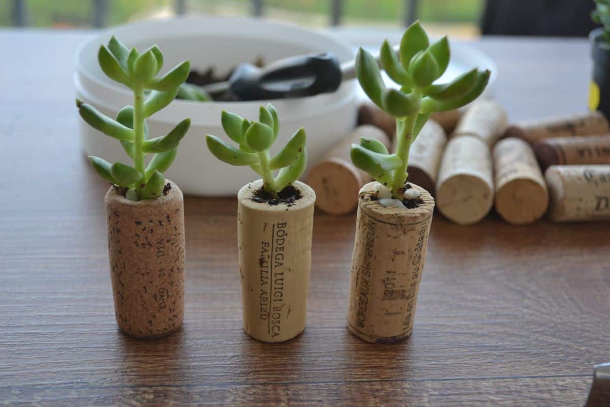 Wozu dienen Korken in Blumentöpfen und warum wird ihre Verwendung empfohlen?