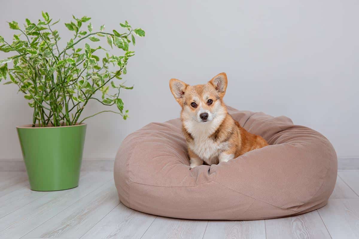 Legen Sie einen Eisbeutel neben das Bett Ihres Hundes: Warum ist das notwendig und wie kann man das in Deutschland umsetzen?