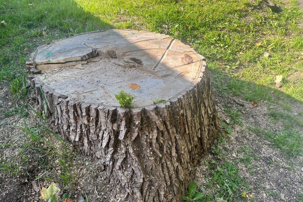 Wie entfernt man einen Baumstumpf nach dem Fällen eines Baumes? Natürliche, kostengünstige und sichere Methoden Schritt für Schritt