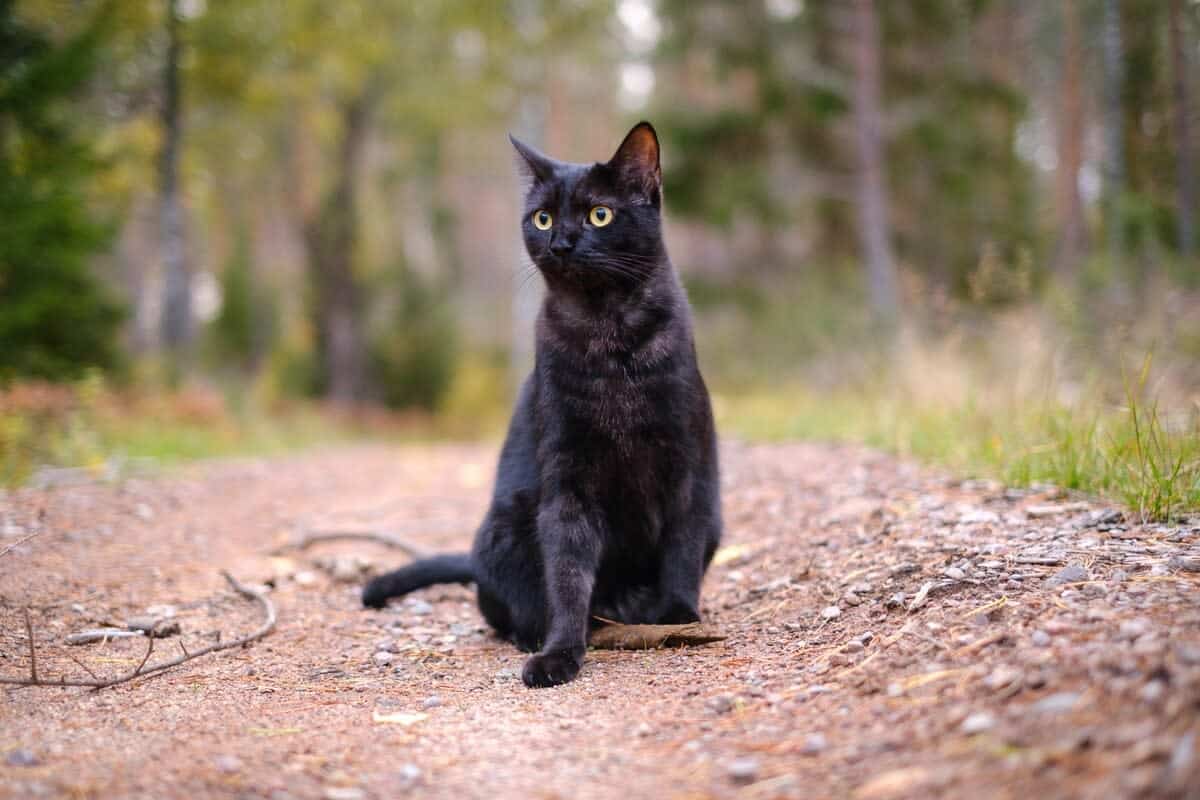 6 Superkräfte von Katzen, die die Wissenschaft nicht erklären kann