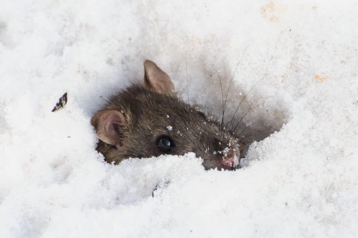 Haben Sie bemerkt, dass es in diesem Winter in Deutschland mehr Ratten gibt? Hier ist der Grund dafür – und was dagegen hilft