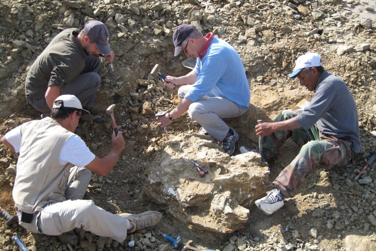 Wissenschaftler von Conicet haben eine neue Dinosaurierart entdeckt, die vor 83 Millionen Jahren lebte