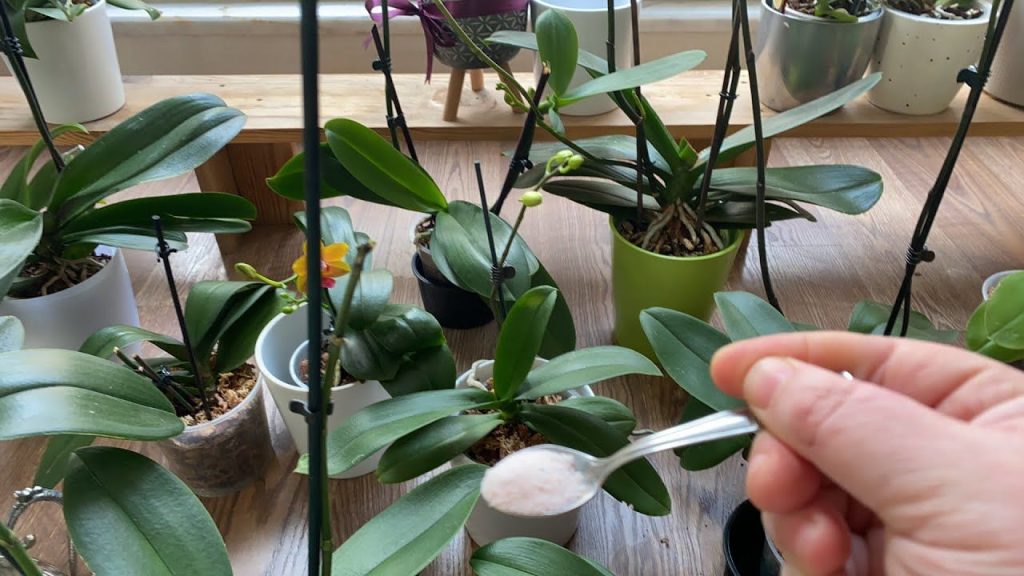 Eine Orchidee, die nicht mehr blüht: Dieser Löffel mit einer einzigen Küchenzutat lässt Blumen in Rekordzeit wieder blühen
