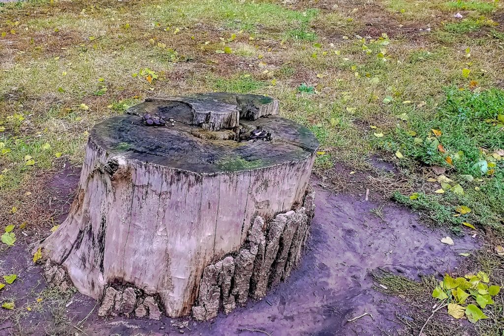 Wie entfernt man einen Baumstumpf nach dem Fällen eines Baumes? Natürliche, kostengünstige und sichere Methoden Schritt für Schritt