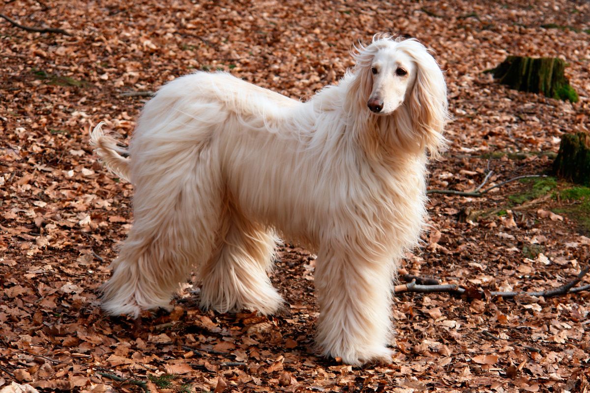 8 anspruchsvolle Hunderassen: teuer für den Geldbeutel und die Nerven