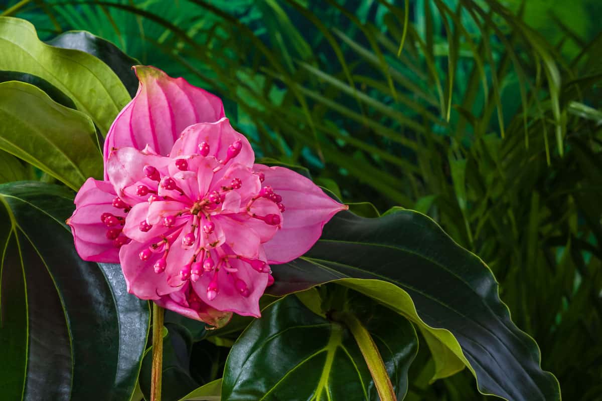 Medinilla statt Orchidee? Sie ist die Königin der Fensterbänke in Deutschland