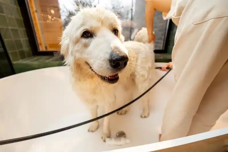 Wie oft muss ein Welpe gewaschen werden, damit er gesund und schön bleibt?