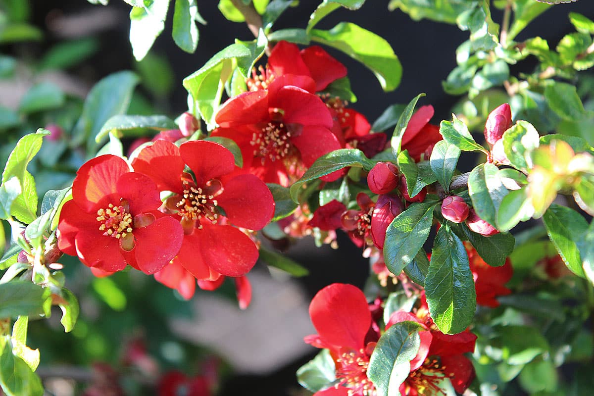 Mehrjährige Pflanzen mit langer Blütezeit, die im Boden überwintern – 9 zuverlässige Arten