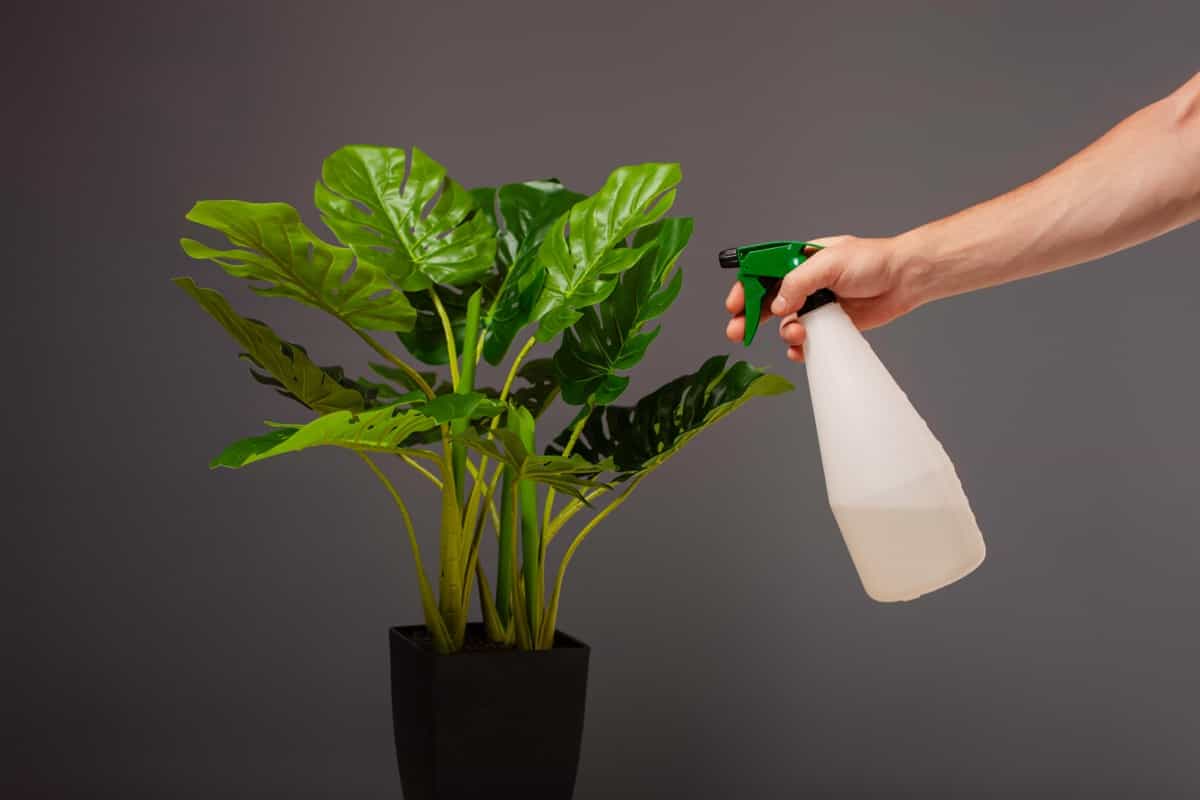 Geheimzutat für Pflanzen: Wozu sie dient und wie man sie verwendet