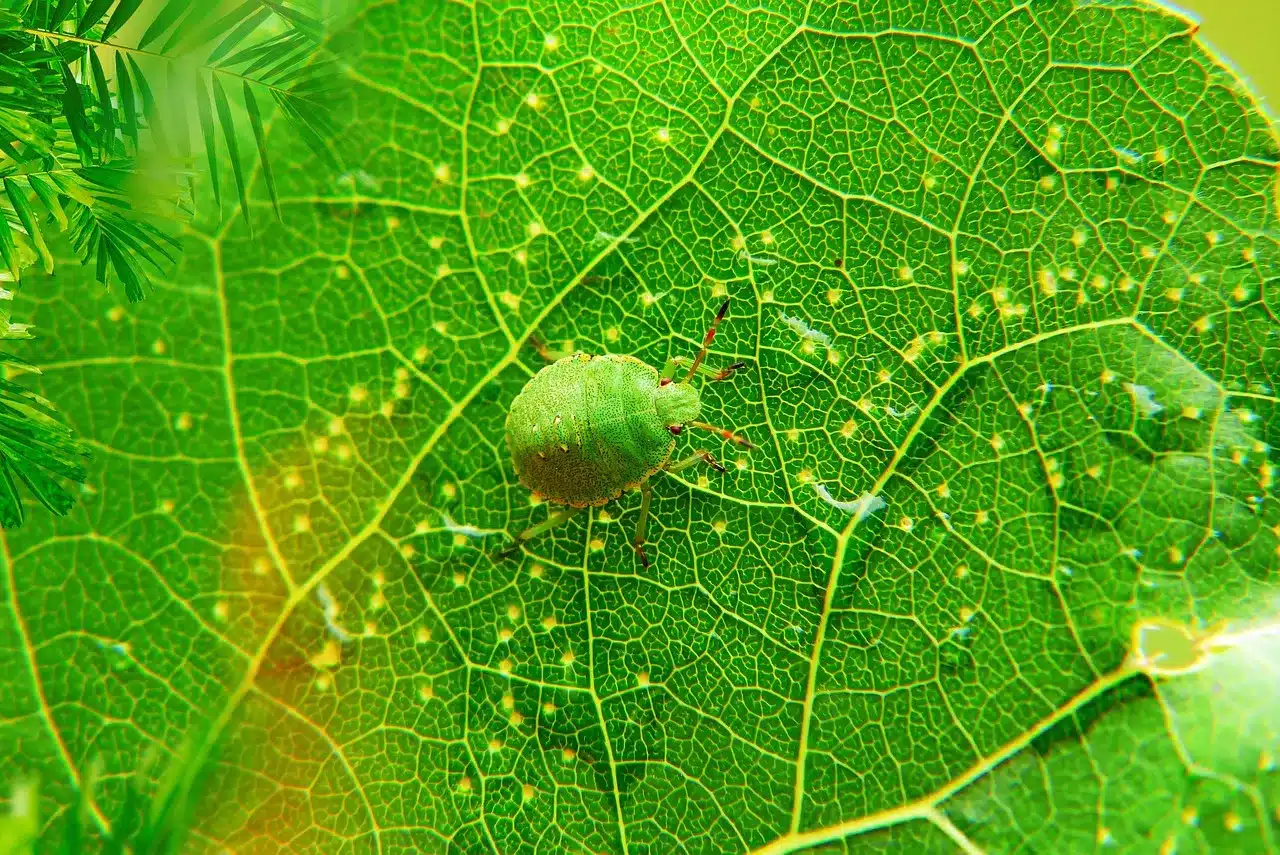 Vorsicht, dieses Insekt fliegt im Winter in Häuser ein. Wenn Sie es sehen, lassen Sie es in Ruhe.