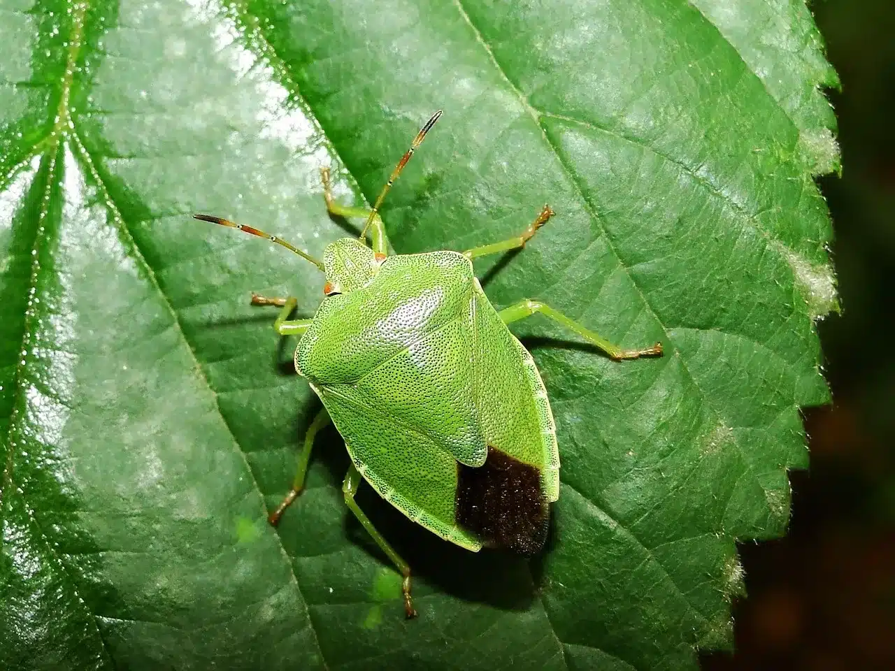 Vorsicht, dieses Insekt fliegt im Winter in Häuser ein. Wenn Sie es sehen, lassen Sie es in Ruhe.