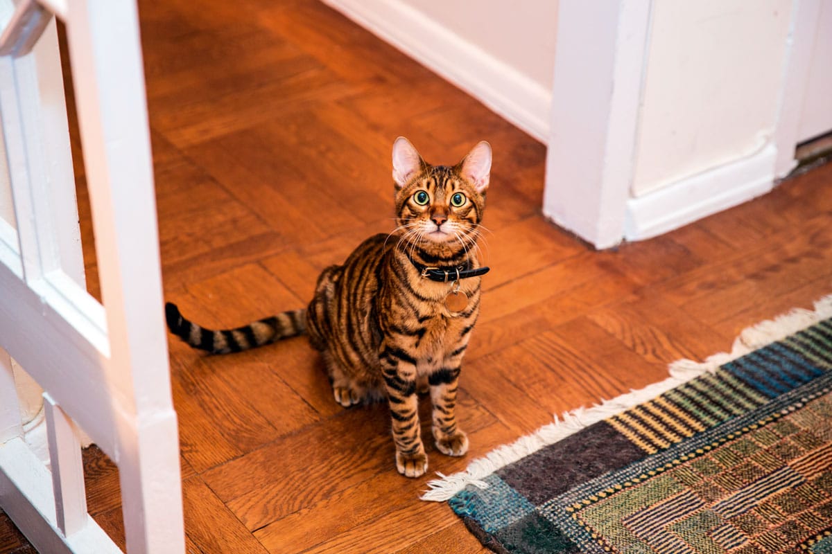 Seltene Katzenrassen: 5 erstaunliche Arten, von denen Sie wahrscheinlich noch nie gehört haben