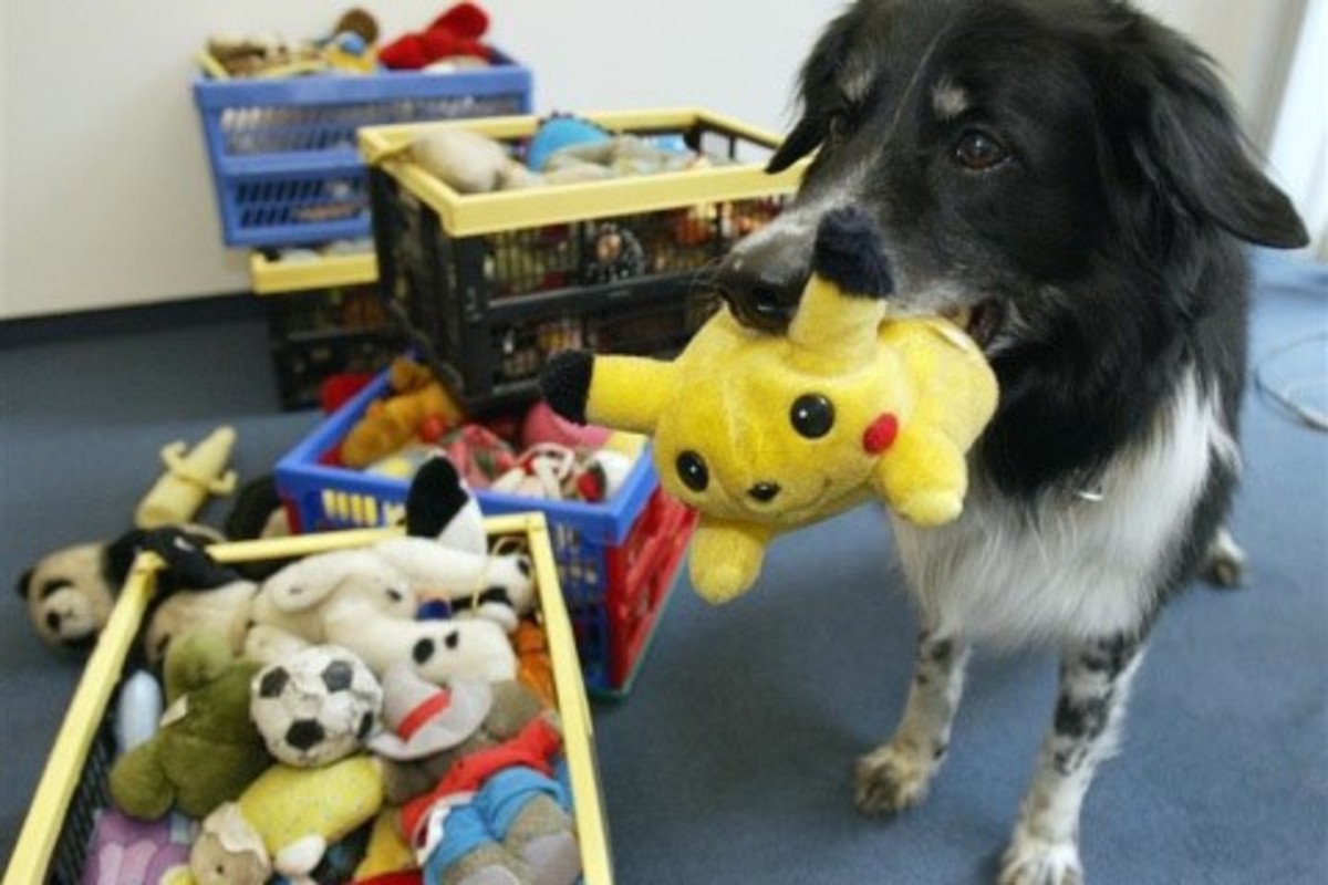 Hunde können ihren Wortschatz wie kleine Kinder aufbauen: Welche Rassen sind am „talentiertesten“?