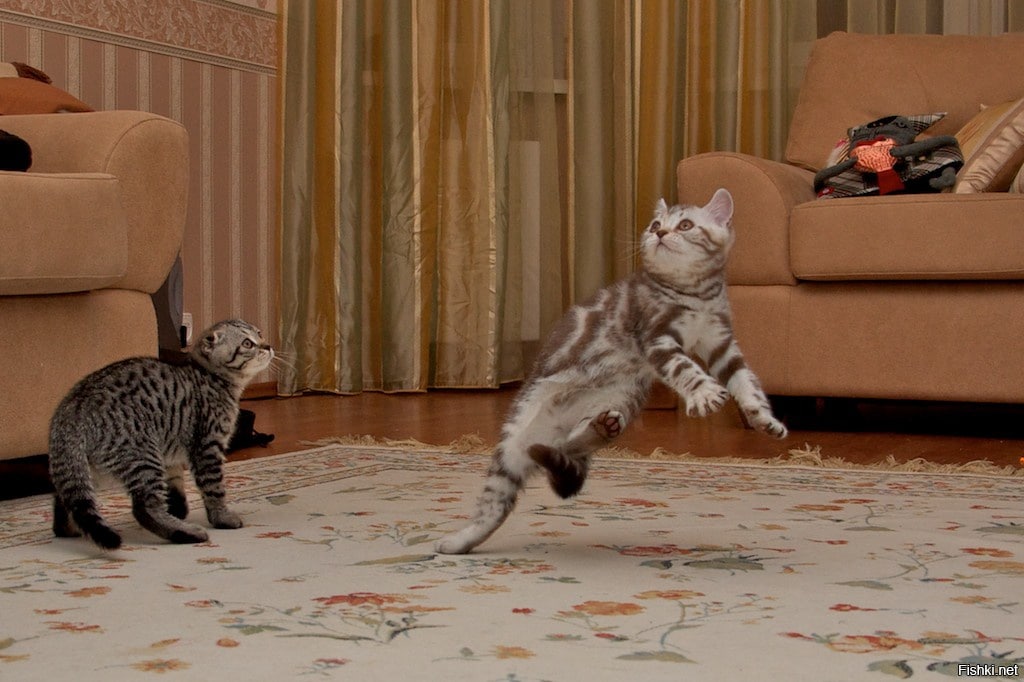 Was bedeutet es, wenn meine Katze plötzlich durch die Wohnung rennt und springt, laut Tierärzten