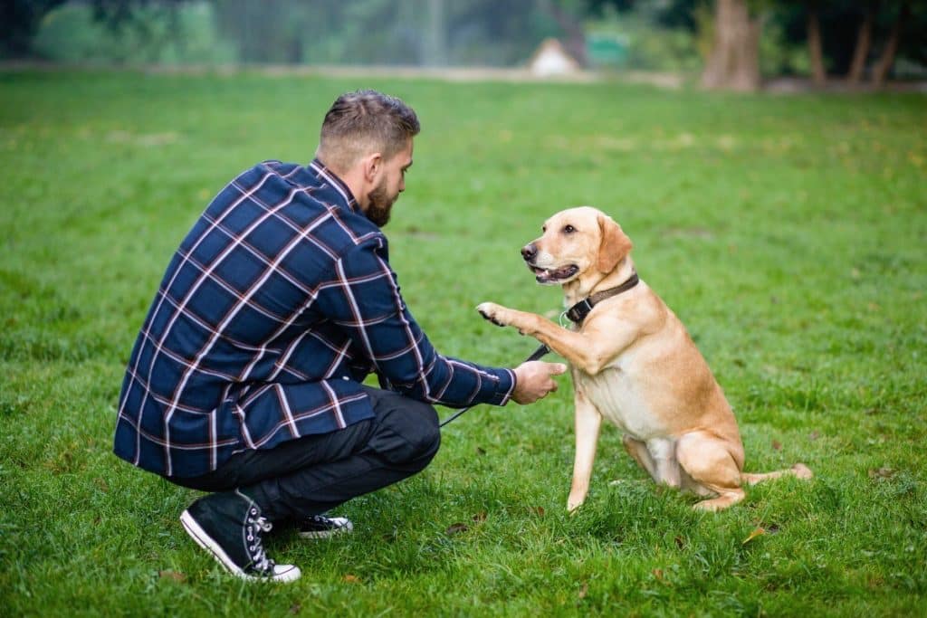 7 Anzeichen dafür, dass Ihr Hund Sie wirklich liebt und Ihnen grenzenlos vertraut