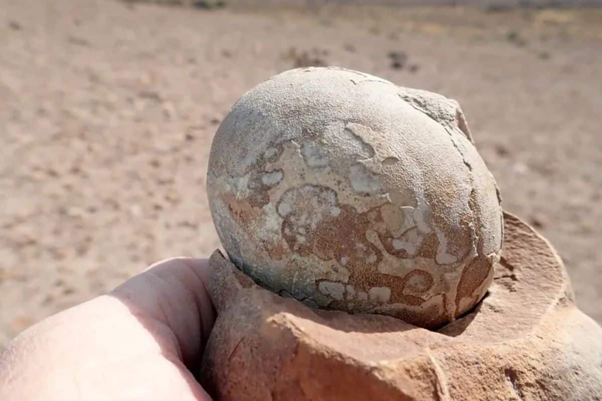 Archäologen können es kaum glauben: 72 Millionen Jahre alte Dinosauriereier gefunden