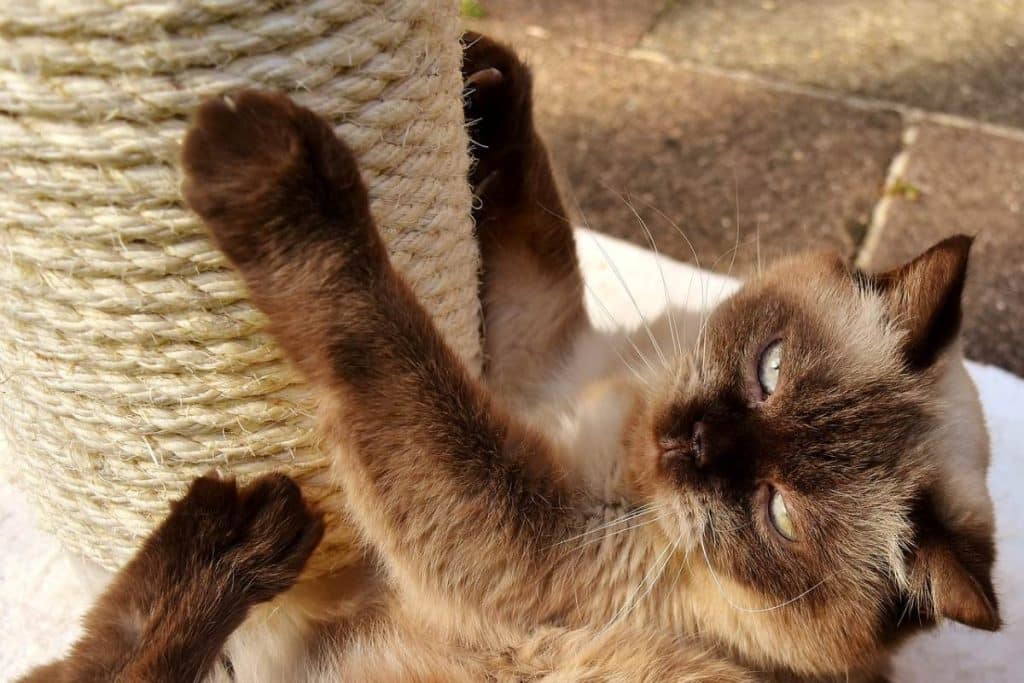 Kratzbaum statt Sofa: Wie Sie Ihre Möbel und Ihre Nerven schonen