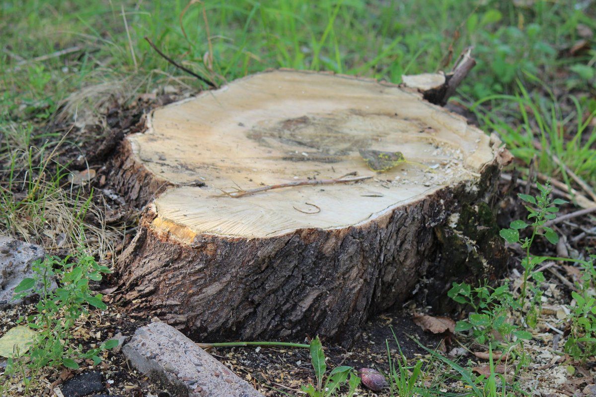 Wie entfernt man einen Baumstumpf nach dem Fällen eines Baumes? Natürliche, kostengünstige und sichere Methoden Schritt für Schritt