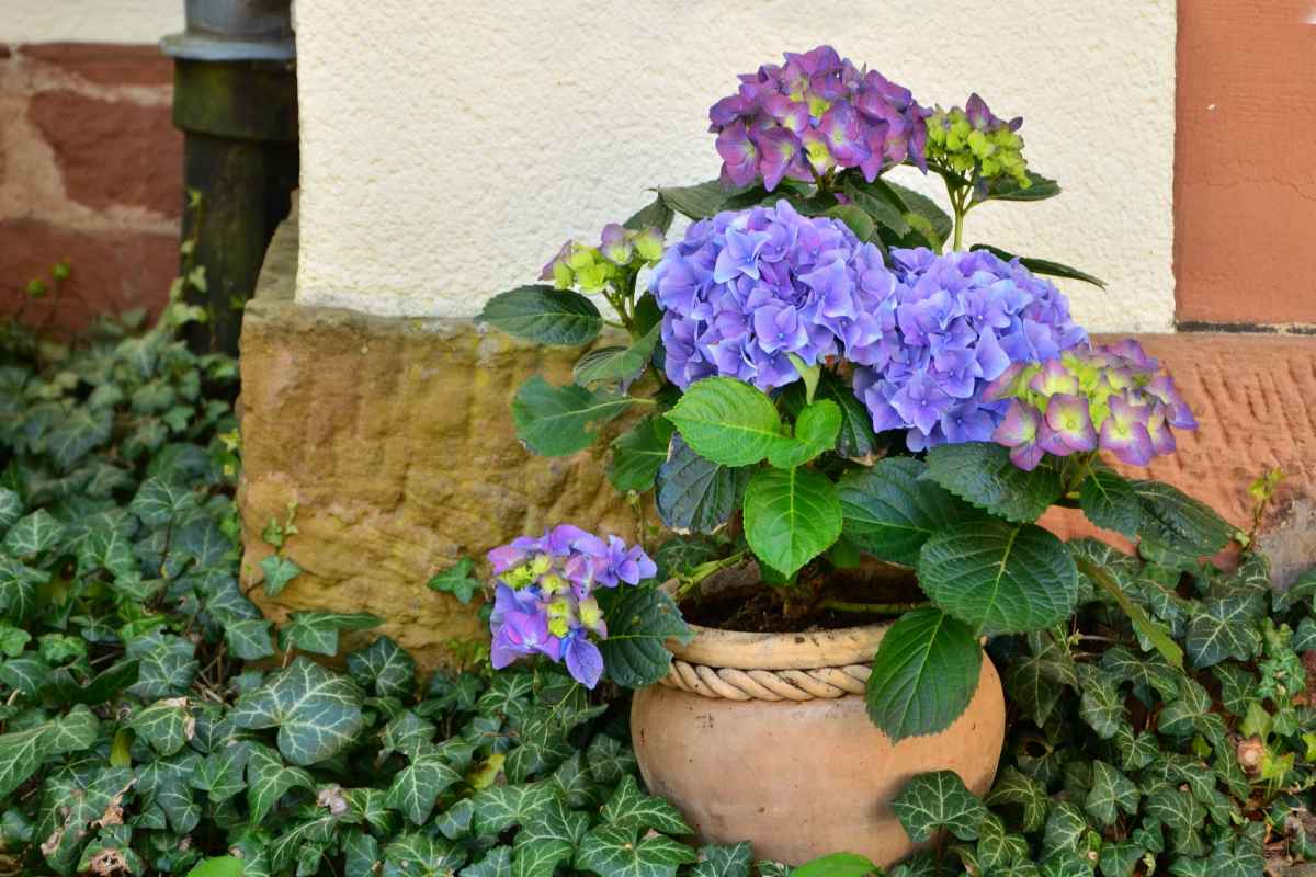 Wie man Hortensien pflegt: Tipps vom Pflegeexperten