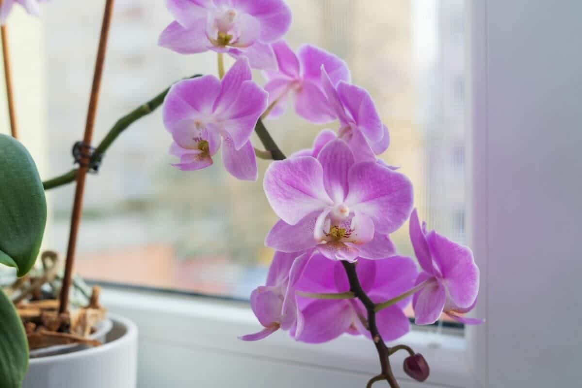 Eine Orchidee, die nicht mehr blüht: Dieser Löffel mit einer einzigen Küchenzutat lässt Blumen in Rekordzeit wieder blühen