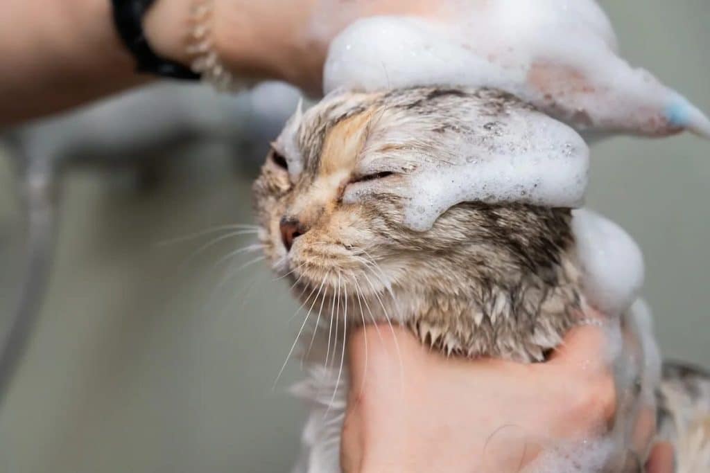 Was empfindet eine Katze beim Baden: Wie man das Vertrauen einer Katze nach dem Baden zurückgewinnt