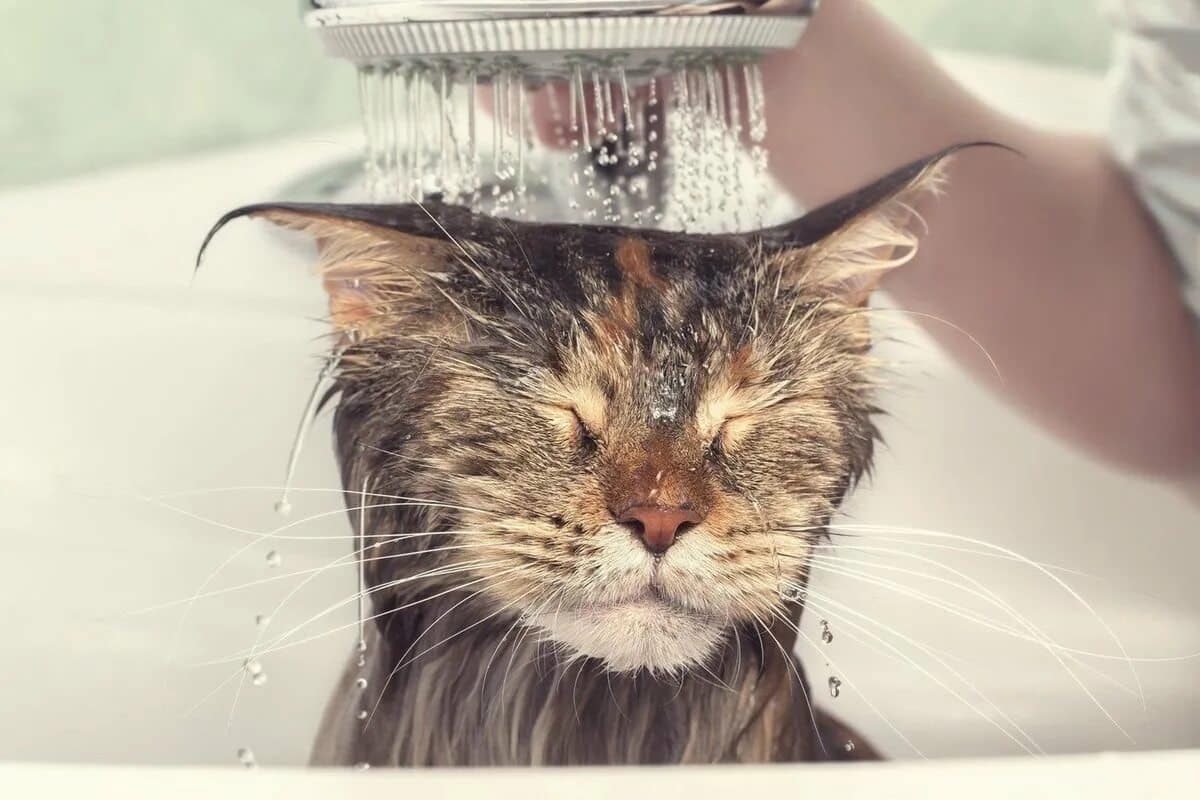 Was empfindet eine Katze beim Baden: Wie man das Vertrauen einer Katze nach dem Baden zurückgewinnt