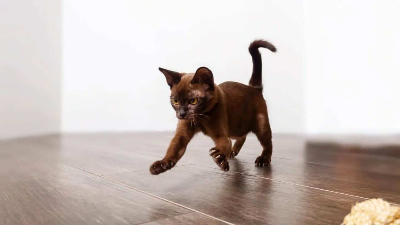 Was bedeutet es, wenn meine Katze plötzlich durch die Wohnung rennt und springt, laut Tierärzten