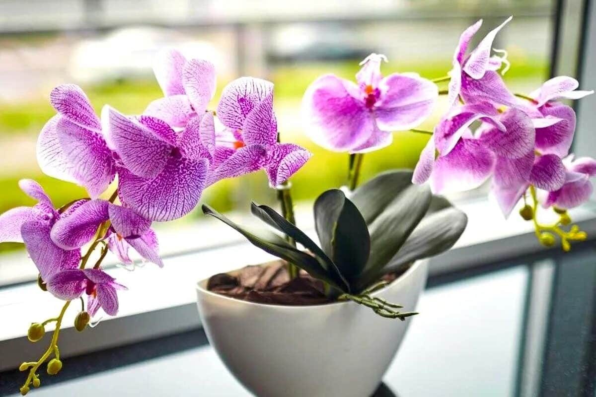 Wie Sie Ihre Orchidee mit Hilfe von Düngemitteln, die Sie bereits in Ihrem Kühlschrank haben, das ganze Jahr über zum Blühen bringen