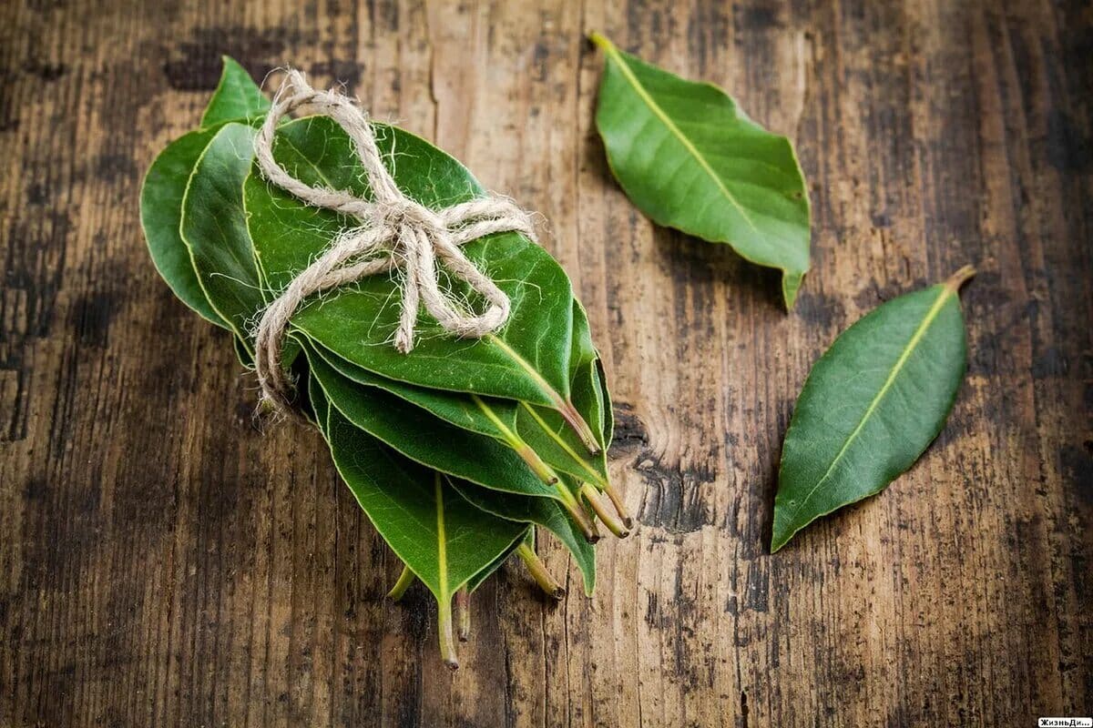 Wo sollte man Lorbeerblätter im Haus platzieren, um Glück anzuziehen und Kakerlaken zu vertreiben?