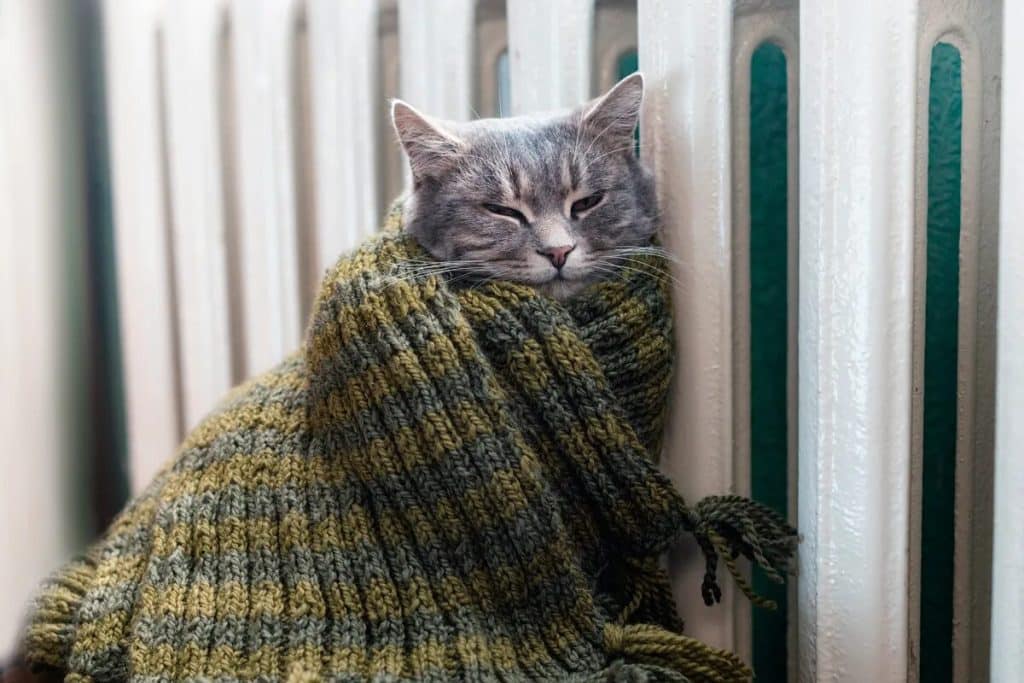 Wann Katzen zu frieren beginnen: Experten nennen die optimale Temperatur für Haustiere