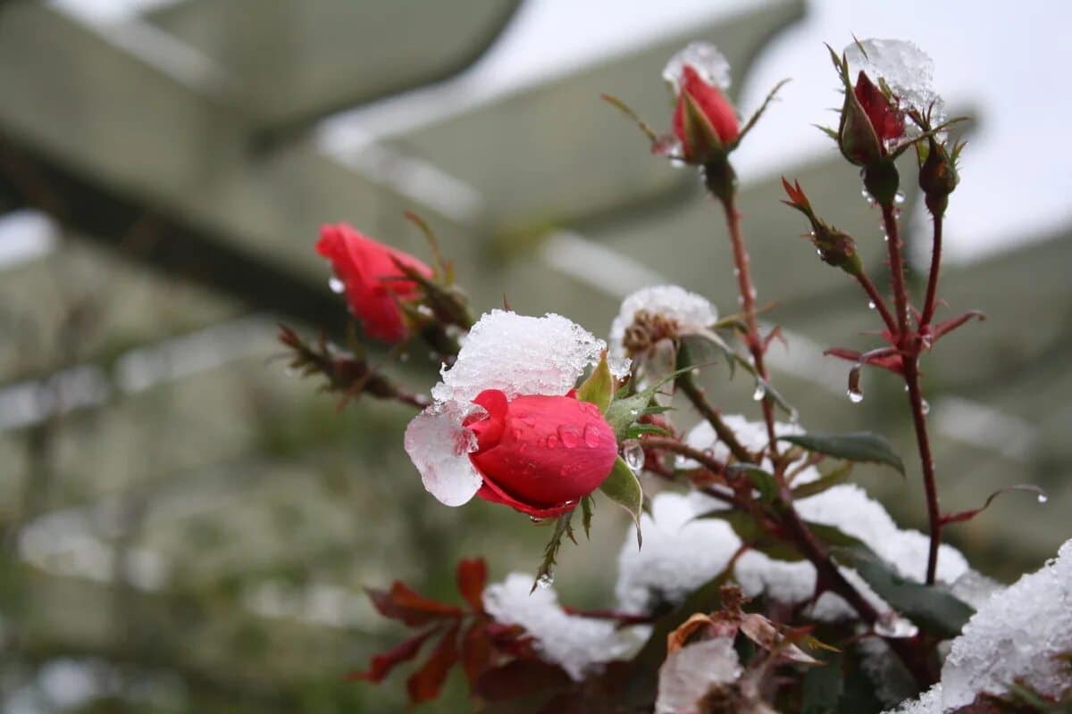 5 wichtige Schritte, um die Wurzeln Ihrer Rosen vor Frost, Feuchtigkeit und Winterzyklen zu schützen, ohne sie zu beschädigen