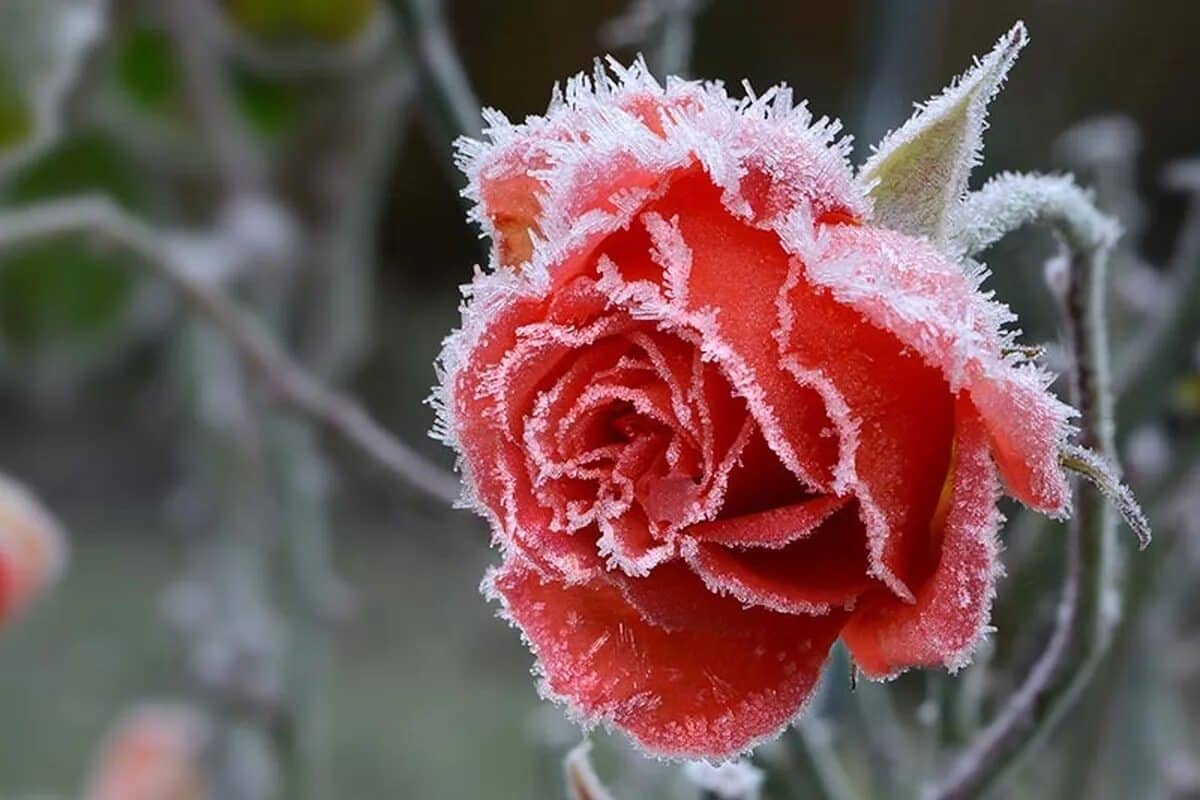 5 wichtige Schritte, um die Wurzeln Ihrer Rosen vor Frost, Feuchtigkeit und Winterzyklen zu schützen, ohne sie zu beschädigen