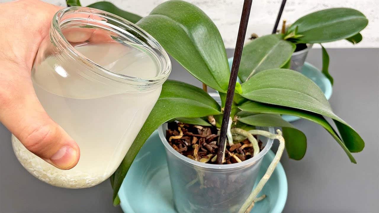 Reiswasser für Orchideen: Wundermittel oder Mythos? Eine Studie liefert die Antwort