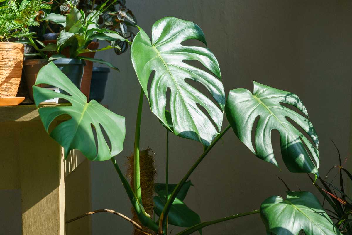 Die 8 häufigsten Krankheiten der Monstera: Diagnose und Lösungen!