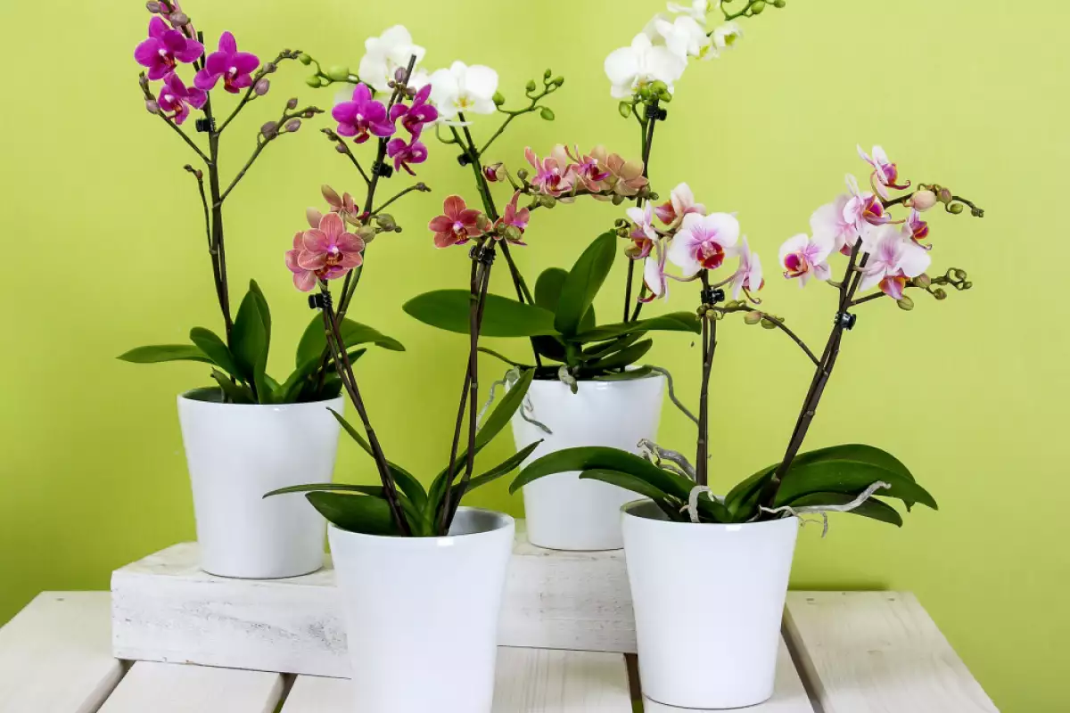 Orchideen in Töpfen: Dieses Gießwasser mit zwei Zutaten aus der Küche lässt die Blüte wieder aufleben, die als „prächtige“ gilt