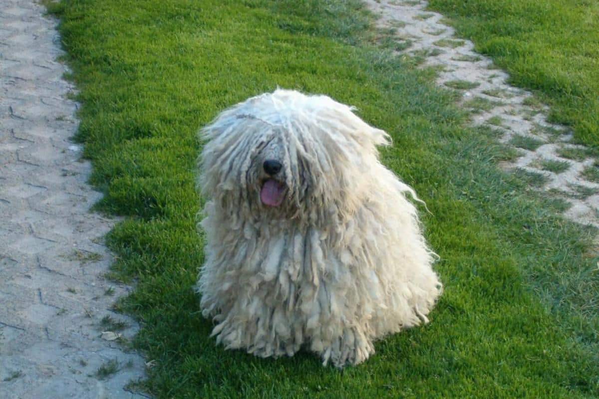 8 anspruchsvolle Hunderassen: teuer für den Geldbeutel und die Nerven