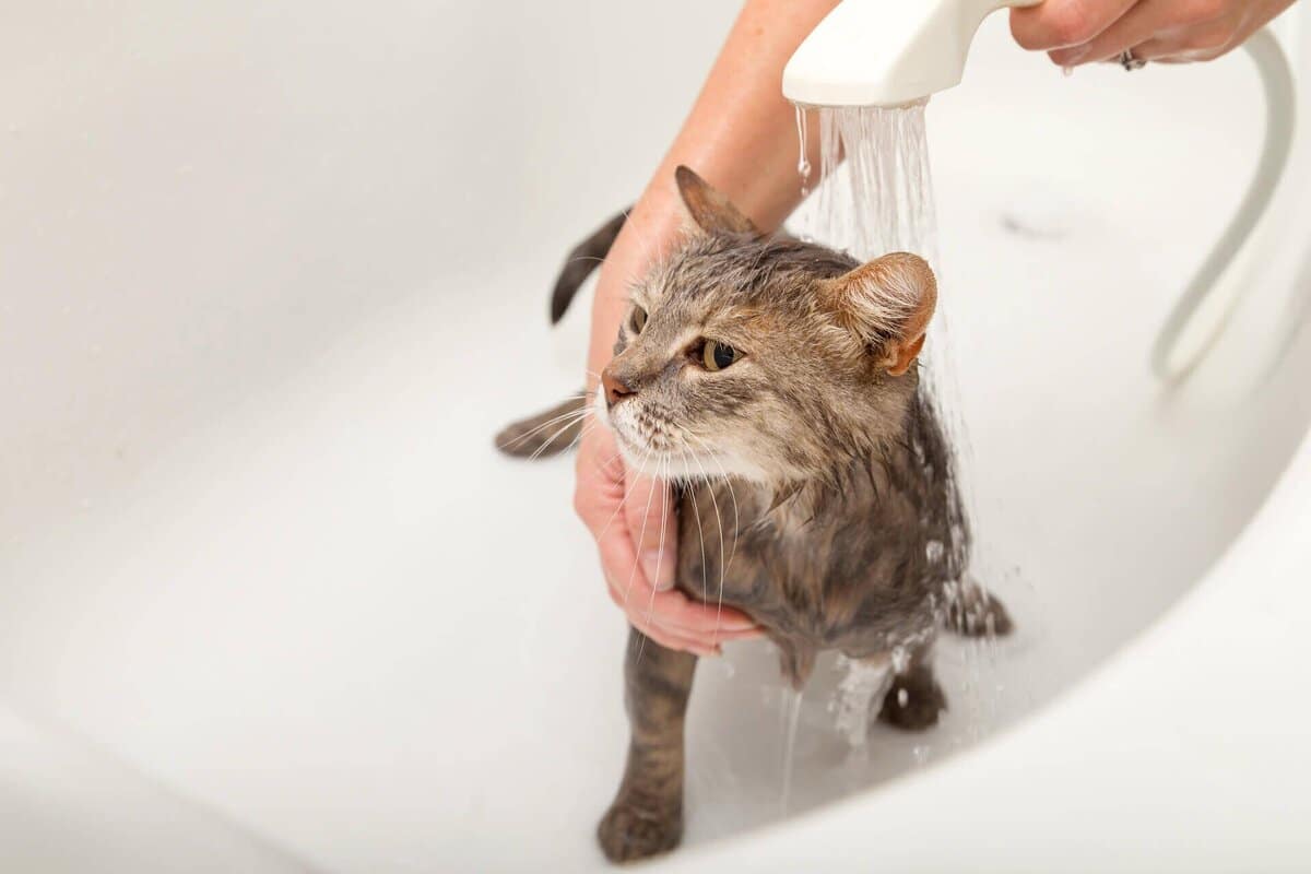 Was empfindet eine Katze beim Baden: Wie man das Vertrauen einer Katze nach dem Baden zurückgewinnt