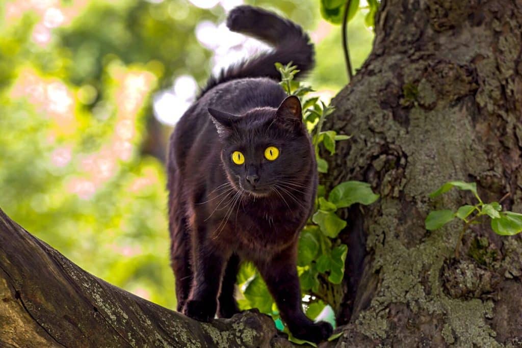 6 Superkräfte von Katzen, die die Wissenschaft nicht erklären kann