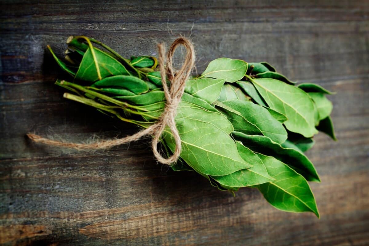 Wo sollte man laut Feng Shui Lorbeerblätter im Haus platzieren, um Glück anzuziehen und Kakerlaken zu vertreiben?