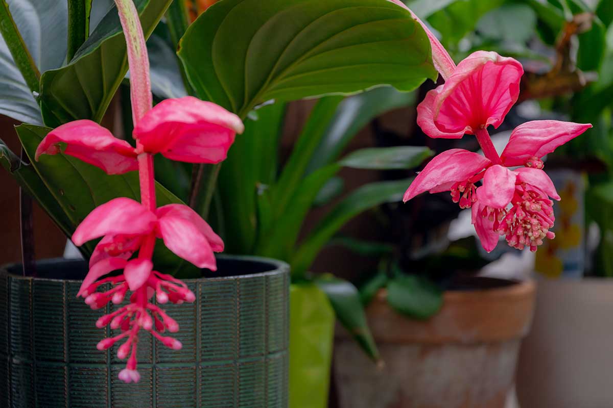 Medinilla statt Orchidee? Sie ist die Königin der Fensterbänke in Deutschland
