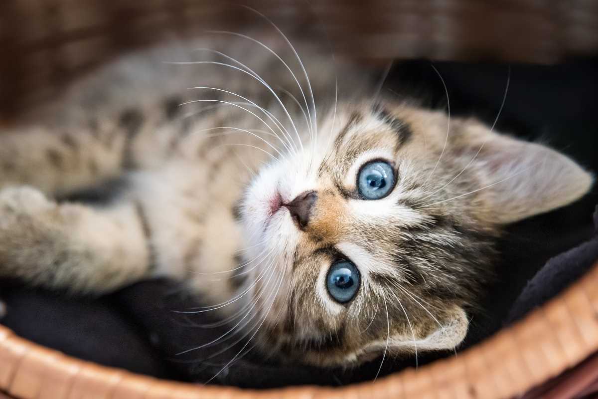 Sind streunende Katzen dankbar, wenn man sie mit nach Hause nimmt?