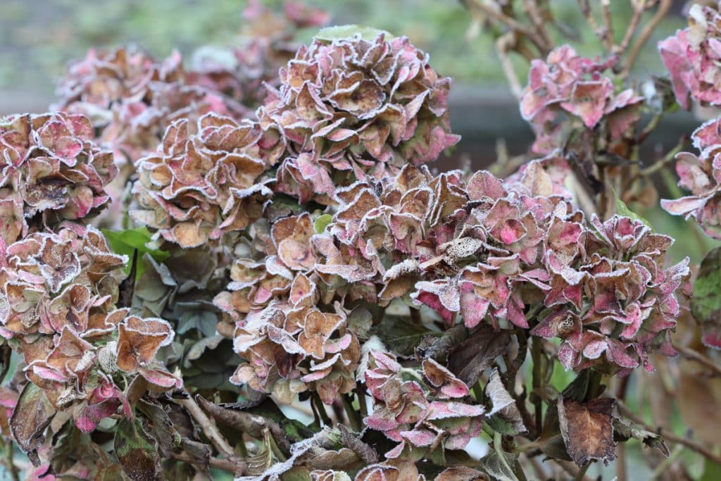 Machen Sie das mit Hortensien im Januar und Februar, sonst überleben die Sträucher nicht bis zum Frühjahr 2026.